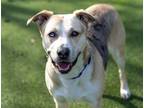 Adopt Hula a Catahoula Leopard Dog