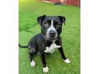 Adopt Tinker a Pit Bull Terrier