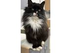 Adopt Banksy a Domestic Long Hair