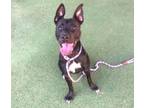 Adopt HERMOSA a Pit Bull Terrier