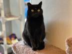 Adopt FUMIKO a Domestic Short Hair