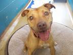 Adopt Madison a Pit Bull Terrier