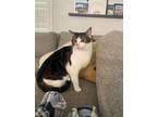 Adopt Sammy (8404) a Domestic Short Hair