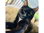 Adopt Suzie a Domestic Short Hair