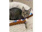 Adopt Tai Chi a Bengal, Tabby