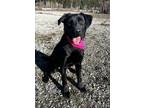 Adopt Eleanor (Molly) a Labrador Retriever, German Shepherd Dog