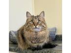 Adopt Zena a Domestic Long Hair, Domestic Short Hair