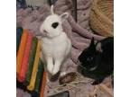 Adopt Edith & Edie - We're a bonded pair! a Netherland Dwarf