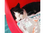 Adopt Strawberry (in foster) a Domestic Short Hair