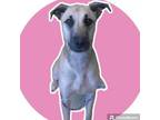 Adopt Sparky a Black Mouth Cur