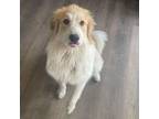 Adopt Peaches - Puppy - New to Rescue a Great Pyrenees