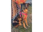 Adopt Callie - SC a Catahoula Leopard Dog