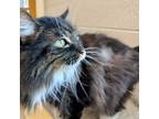 Adopt Baby Girl a Domestic Long Hair