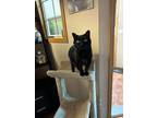 Adopt Ebony a Domestic Short Hair