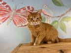 Adopt Cheddar a Domestic Short Hair