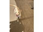 Adopt Poli a Labrador Retriever, Shepherd