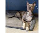 Adopt Gemini a Pit Bull Terrier