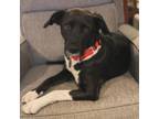 Adopt Yin Yang a Labrador Retriever, Collie