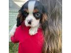 Cavalier King Charles Spaniel Puppy for sale in London, AR, USA