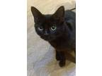 Adopt Bonne Annee24 a Domestic Short Hair