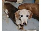 Adopt Millie-Hospice a Dachshund