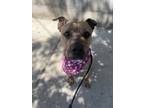 Adopt Betty Boop a Pit Bull Terrier