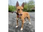 Adopt Dasher a Jack Russell Terrier, Whippet