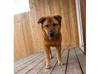 Adopt Layla a Chow Chow