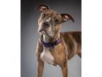 Adopt Nectarine a Pit Bull Terrier