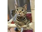 Adopt Stella a Domestic Short Hair