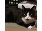 Adopt Bobbie (bonded with Mackie) a Domestic Short Hair