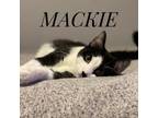 Adopt Mackie (bonded with Bobbie) a Domestic Short Hair