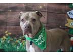 Adopt Misty a American Staffordshire Terrier