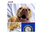 Adopt DARLA a Pit Bull Terrier