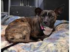 Adopt Cassiopeia a Mixed Breed