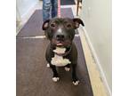Adopt Emily a American Staffordshire Terrier