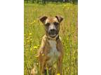 Adopt Latke 48102 a Mixed Breed