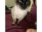 Adopt KG Special a Siamese