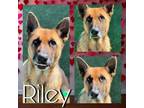 Adopt RILEY a German Shepherd Dog