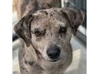 Adopt Grace a Catahoula Leopard Dog, Mixed Breed