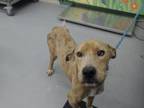 Adopt KAWAI a Catahoula Leopard Dog, Mixed Breed