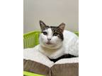 Adopt Rachel a Domestic Short Hair