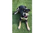 Adopt Gemma a Shar-Pei, Rottweiler