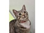 Adopt Xena a Domestic Short Hair