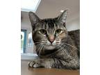 Adopt Charlotte a Domestic Short Hair