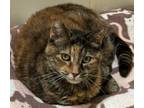 Adopt Mia a Domestic Short Hair