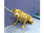 Adopt GINGER a Staffordshire Bull Terrier, Mixed Breed