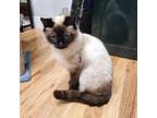 Adopt Zhara a Siamese