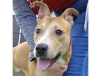 Adopt Augusta a Pit Bull Terrier