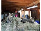 Adopt Barn cats a Domestic Medium Hair